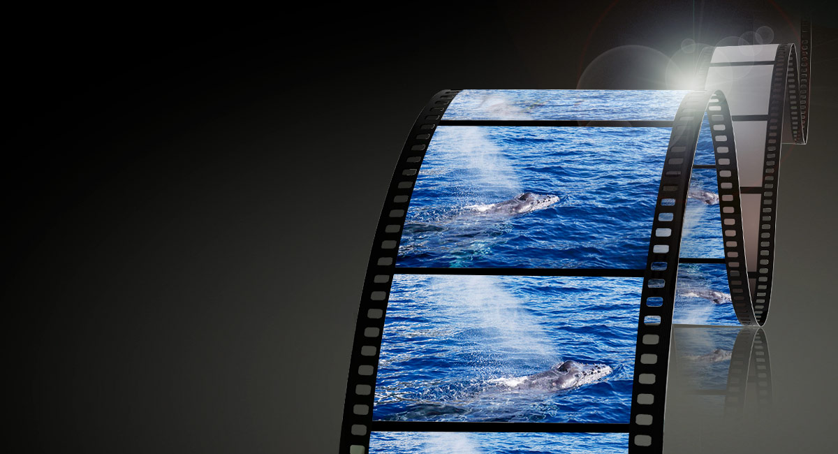 Suport video - inregistrare video perfecta